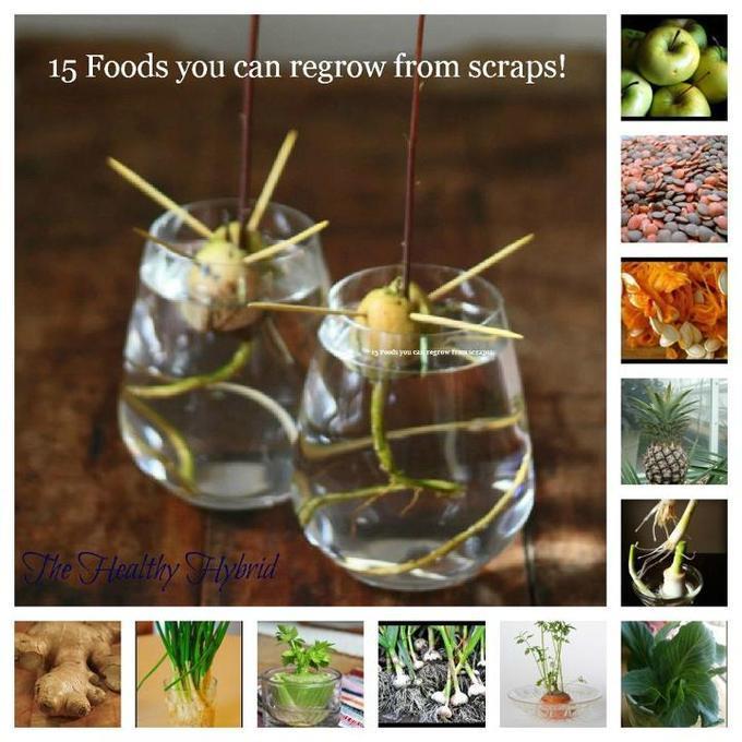 Food That Can Be Grown From Scraps