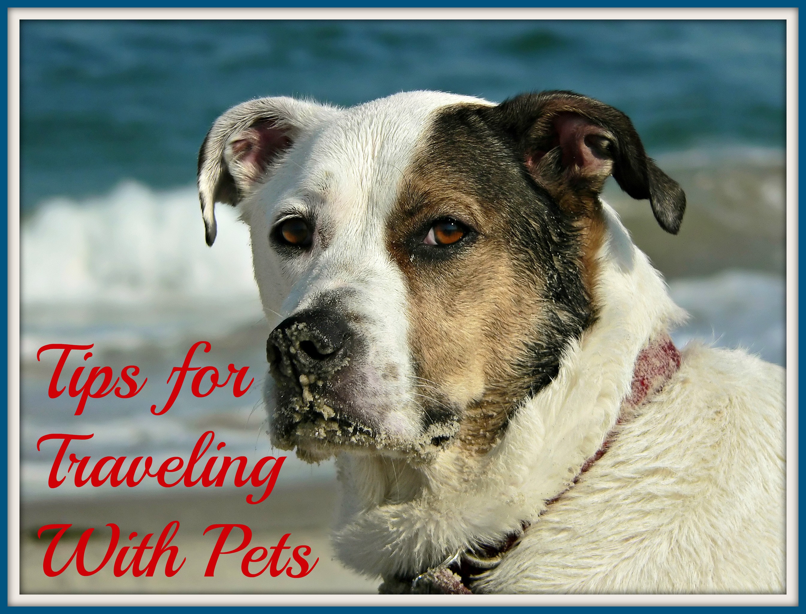 Tips for Traveling With Pets