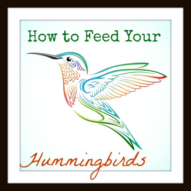 How to Feed Your Hummingbirds