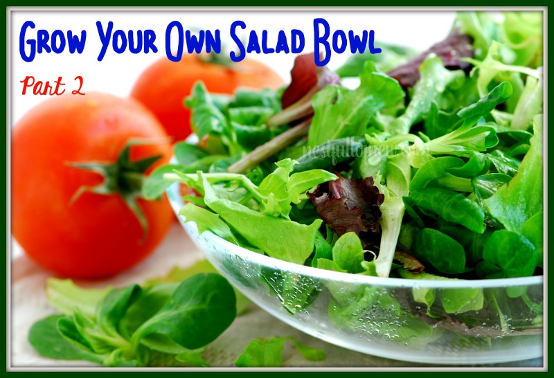 Fresh baby greens salad and tomatoes, salad bowl